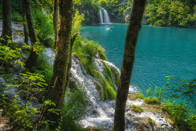 Scenic view of waterfall in forest