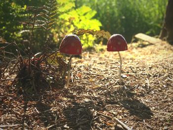 Mushrooms growing on field