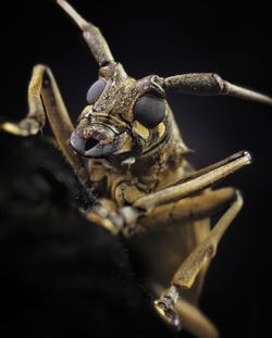 Close-up of insect on black background