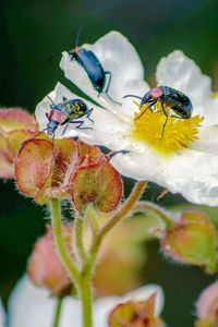 Close-up of honey bee on flowering plant