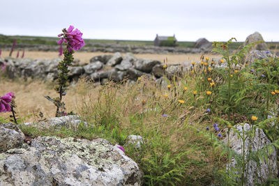 Purple flowering plants on rocks against sky