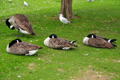 Ducks on a lake