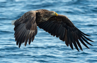 Bird flying over sea