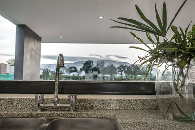 Potted plants on table against window