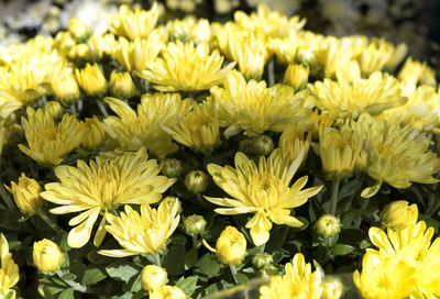 Close-up of fresh yellow flowers blooming in park