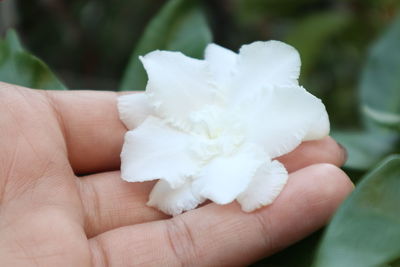 Close-up of hand holding white rose