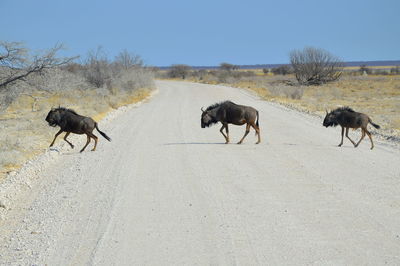 Horses on road against clear sky