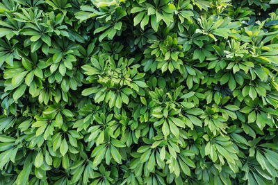 Full frame shot of green leaves