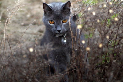 Portrait of black cat on land