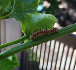 Close-up of insect on leaf