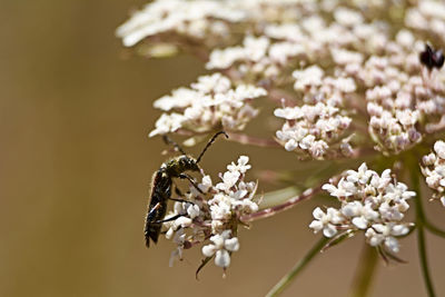 Close-up of insect on white cherry blossom