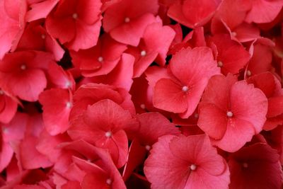 Full frame shot of red flowering plants