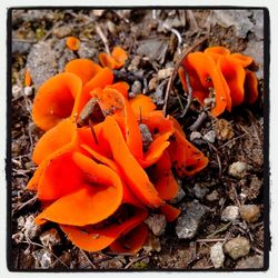 Close-up of orange leaf