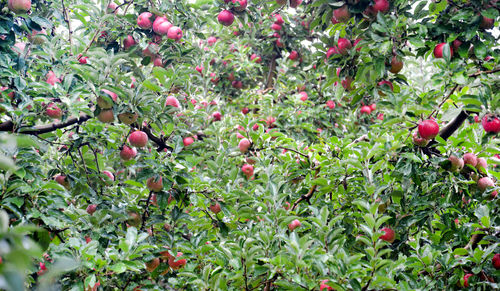 Red berries growing on tree