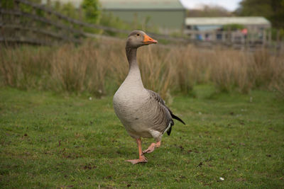 Close-up of bird on field