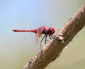 Close-up of insect on plant