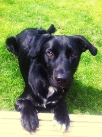 Close-up portrait of black dog