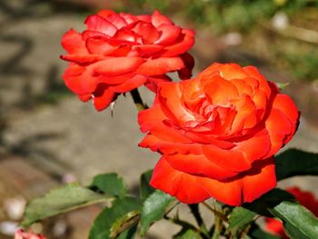 Close-up of red flowers blooming outdoors