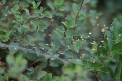 Close-up of leaves on plant