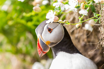 Close-up of puffin