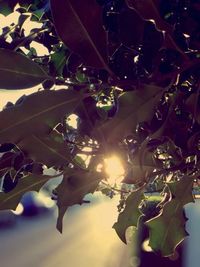 Low angle view of leaves