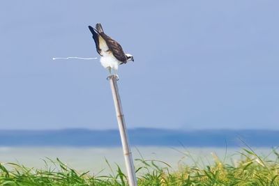 Bird perching on a land