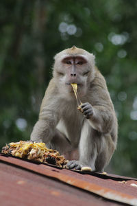 Lion eating food sitting outdoors