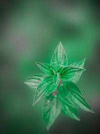 Close-up of green leaves