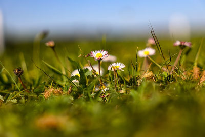 Close-up of flowering plants on field