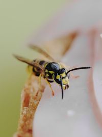 Close-up of insect