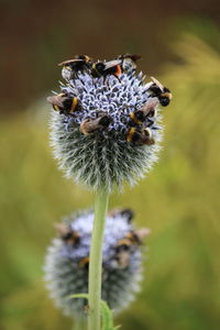 Close-up of dandelion