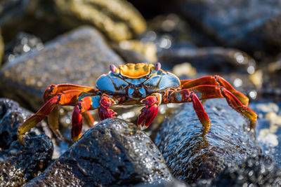 Close-up of crab on rock at beach