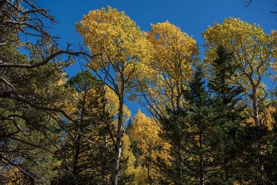 Low angle view of trees against sky during autumn