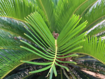 Close-up of green leaves