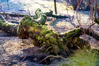 Close-up of moss growing on tree trunk