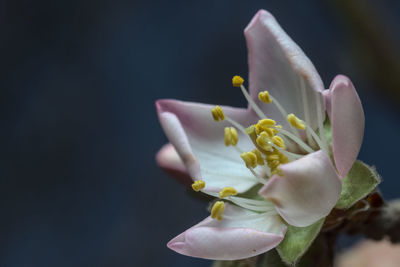 Close-up of flowering plant