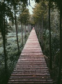 Footbridge in forest