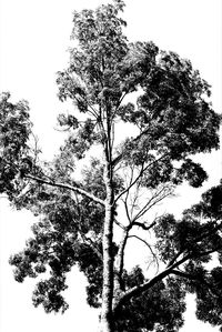 Low angle view of tree against sky