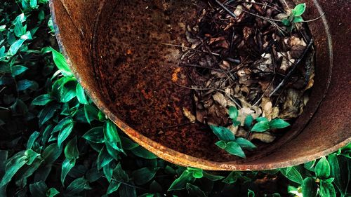 High angle view of potted plant on field