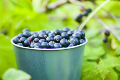 Close-up of grapes on plant