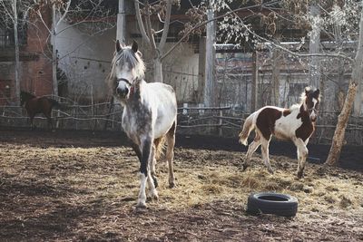 Horses running in  pen