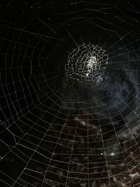 Full frame shot of spider web