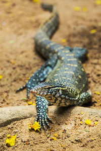 High angle view of lizard on field