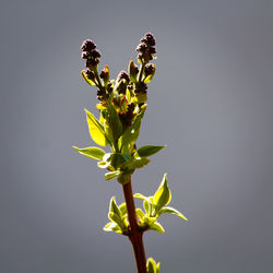 Close-up of flowering plant against sky