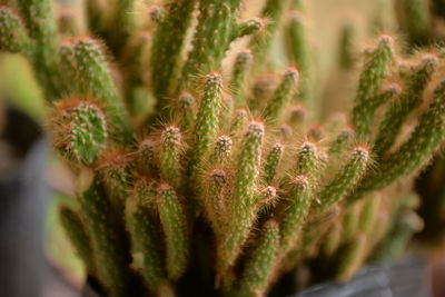 Close-up of spider web on plant