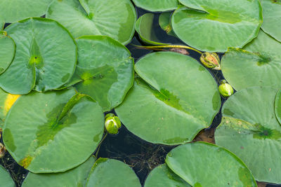 A macro shot of lily pads at the seattle arboretum.