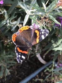 High angle view of butterfly pollinating on flower
