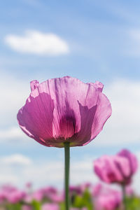 Close-up of pink lotus water lily against sky