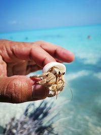 Close-up of hand holding crab at beach