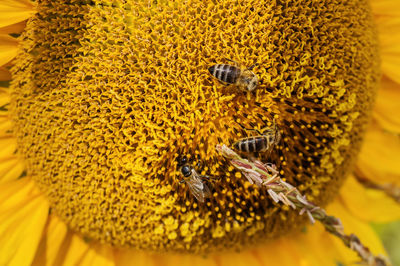 Close-up of bee pollinating on sunflower